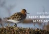 Saving the spoon-billed sandpiper – PROMO