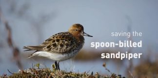 Saving the spoon-billed sandpiper – PROMO