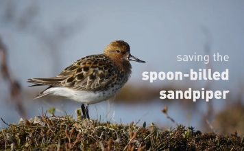 Saving the spoon-billed sandpiper – PROMO