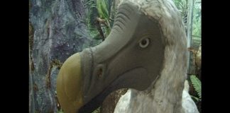 Any More Dodos? – PROMO