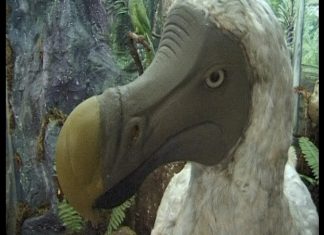 Any More Dodos? – PROMO