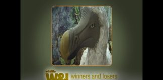 Any More Dodos? – Part Two