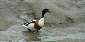 Shelduck Secrets – PROMO