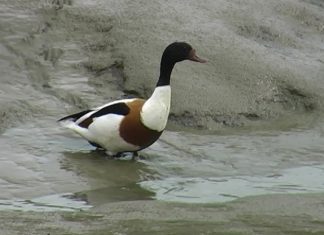 Shelduck Secrets – PROMO