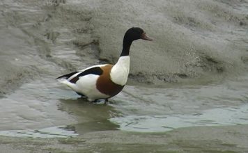 Shelduck Secrets – PROMO