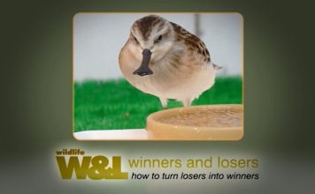 Saving the spoon-billed sandpiper – Part Two