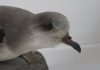 Zino’s Petrel – A Seabird back from the brink? – PROMO