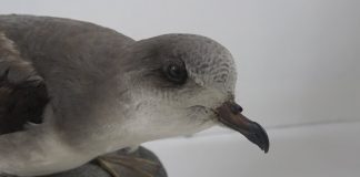 Zino’s Petrel – A Seabird back from the brink? – PROMO