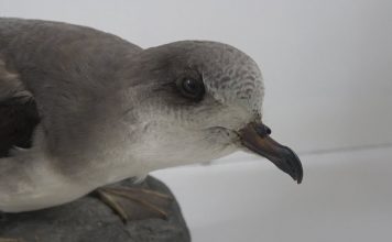 Zino’s Petrel – A Seabird back from the brink? – PROMO