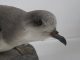 Zino’s Petrel – A Seabird back from the brink? – PROMO