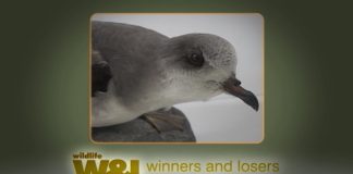 Zino’s Petrel – A Seabird back from the brink?