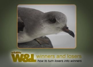 Zino’s Petrel – A Seabird back from the brink?