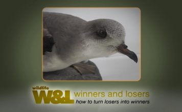 Zino’s Petrel – A Seabird back from the brink?