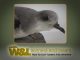Zino’s Petrel – A Seabird back from the brink?