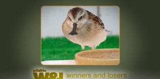 Saving the spoon-billed sandpiper – Part One