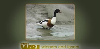 Shelduck Secrets