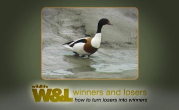 Shelduck Secrets