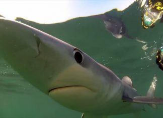 Majorca’s Shark – The TRUTH – PROMO
