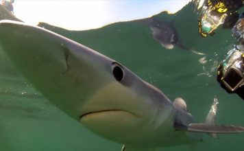 Majorca’s Shark – The TRUTH – PROMO