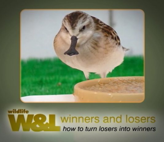Saving the spoon-billed sandpiper – Part One