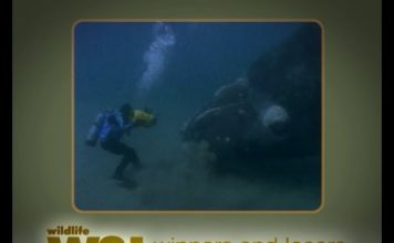 Right Whale and Osprey – Part Two