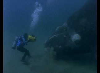 Right Whale and Osprey – PROMO