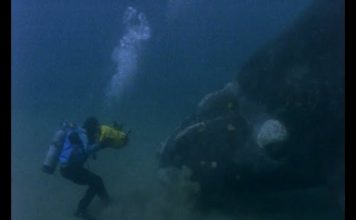 Right Whale and Osprey – PROMO