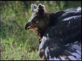 Kenya’s Birds of Prey PROMO – Longer Version