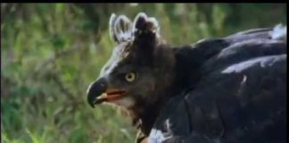 Kenya’s Birds of Prey PROMO – Longer Version