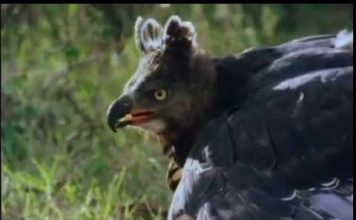 Kenya’s Birds of Prey PROMO – Longer Version
