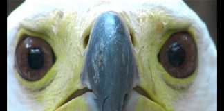 Kenya’s Birds of Prey PROMO – Shorter Version