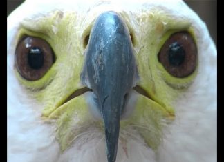 Kenya’s Birds of Prey PROMO – Shorter Version