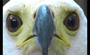 Kenya’s Birds of Prey PROMO – Shorter Version