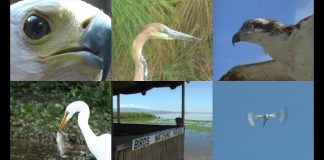 Who’s The Best Fisherman? – PROMO