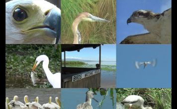 Who’s The Best Fisherman? – PROMO