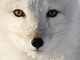 Fur and Stupid People – PROMO – The Downs and Ups of The Arctic Fox