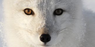 Fur and Stupid People – PROMO – The Downs and Ups of The Arctic Fox