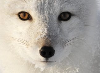Fur and Stupid People – PROMO – The Downs and Ups of The Arctic Fox