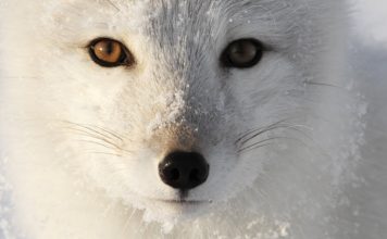 Fur and Stupid People – PROMO – The Downs and Ups of The Arctic Fox