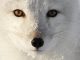 Fur and Stupid People – PROMO – The Downs and Ups of The Arctic Fox