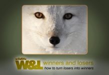 Fur and Stupid People – The Downs and Ups of The Arctic Fox