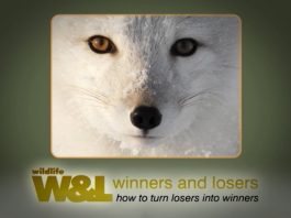 Fur and Stupid People – The Downs and Ups of The Arctic Fox