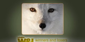 Fur and Stupid People – The Downs and Ups of The Arctic Fox