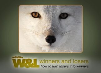Fur and Stupid People – The Downs and Ups of The Arctic Fox