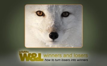 Fur and Stupid People – The Downs and Ups of The Arctic Fox