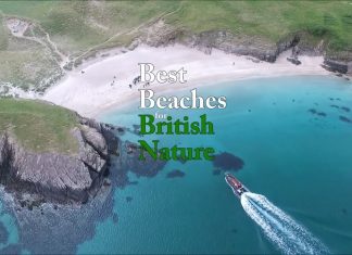 Best Beaches for British Nature