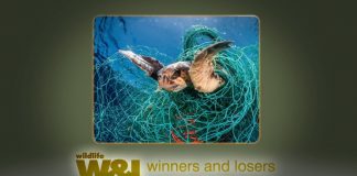 Diary of a Ghost Net