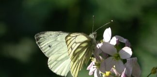 White’s Flight