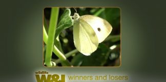 White’s Flight PROMO