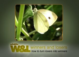 White’s Flight PROMO